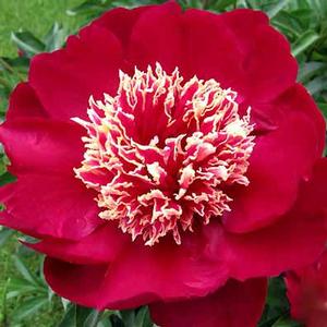 Paeonia lactiflora Charles Burgess