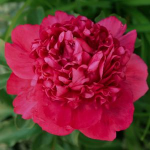 Paeonia lactiflora Paul M. Wild