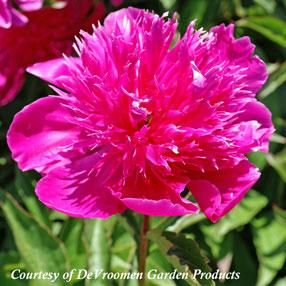 Paeonia lactiflora Purple Spider