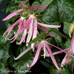 Campanula Pink Octopus