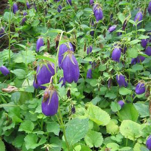 Campanula Sarastro