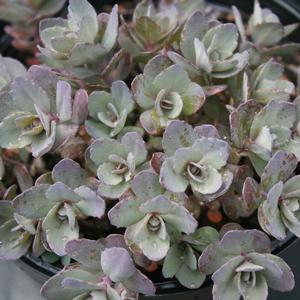 Sedum Dazzleberry
