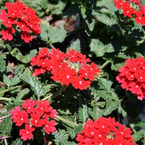 Verbena canadensis Homestead Red
