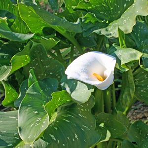 Zantedeschia aethiopica White Giant