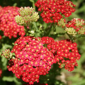 Achillea millefolium Paprika