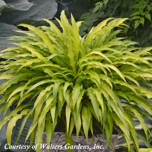 Hosta Curly Fries
