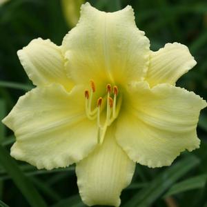 Hemerocallis Fragrant Treasure