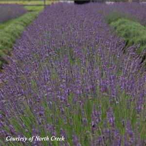 Lavandula intermedia Phenomenal