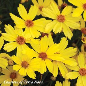Coreopsis Citrine