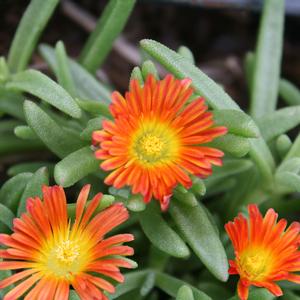 Delosperma Fire Wonder®