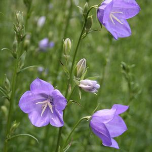 Campanula persicifolia Blue