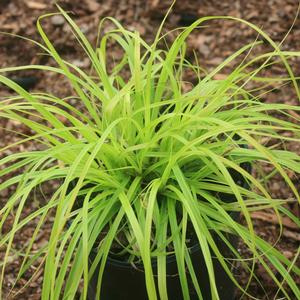 Carex oshimensis Everillo