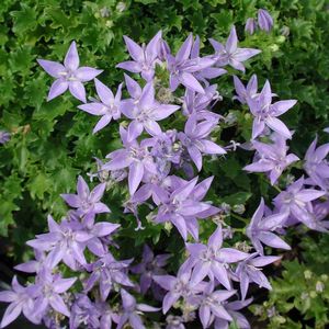 Campanula poscharskyana Blue Waterfall