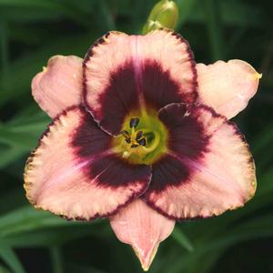 Hemerocallis Daring Deception