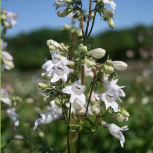 Penstemon digitalis 