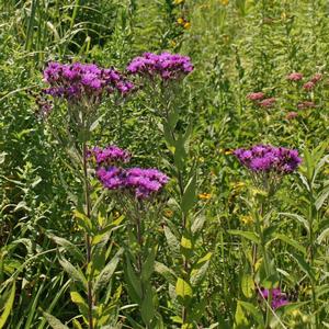 Vernonia noveboracensis 