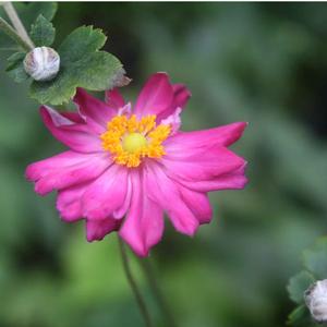Anemone hupehensis Pretty Lady Julia