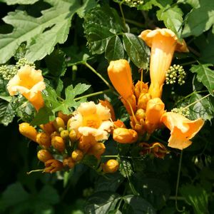 Campsis radicans Flava
