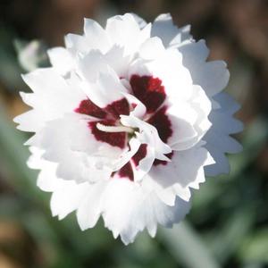 Dianthus Silver Star