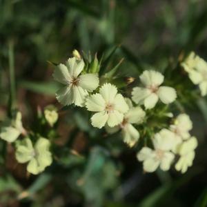 Dianthus knappii Yellow Harmony