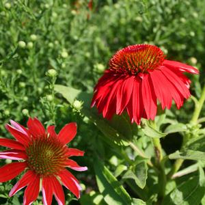 Echinacea Sombrero Salsa Red