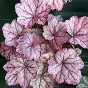 Heuchera villosa Sugar Plum