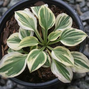 Hosta Cameo