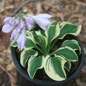 Hosta Mini Skirt