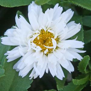 Leucanthemum superbum Freak