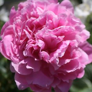Paeonia lactiflora Jacorma