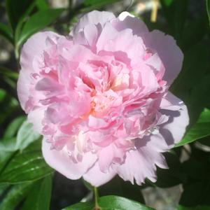 Paeonia lactiflora Sweet Harmony