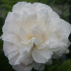 Paeonia lactiflora Pecher