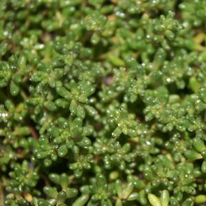 Sedum stefco 