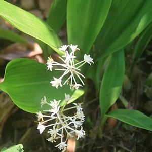 Speirantha convallarioides 