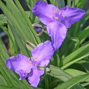 Tradescantia andersonii Good Luck