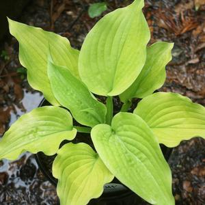 Hosta Coast to Coast