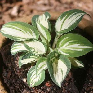 Hosta Pandora's Box