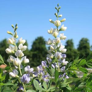 Baptisia Prairieblues Lunar Eclipse