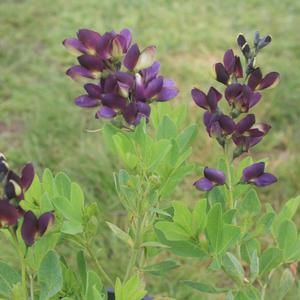 Baptisia Grape Taffy