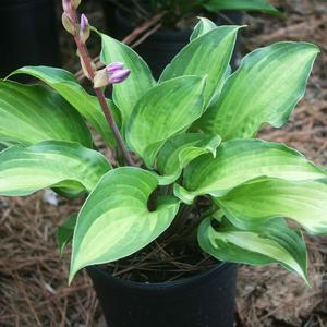 Hosta Island Breeze