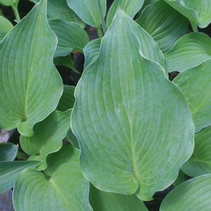Hosta Komodo Dragon