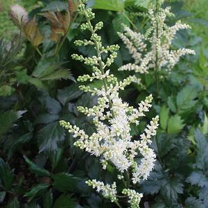 Astilbe chinensis Vision in White