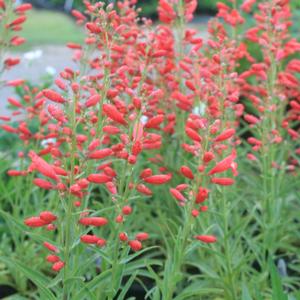 Penstemon schmidel Red Riding Hood