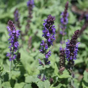 Salvia nemorosa Lyrical Blues