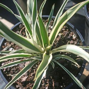 Yucca filamentosa Variegata