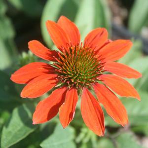 Echinacea Sombrero Adobe Orange