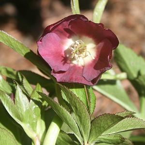 Helleborus orientalis Rome in Red