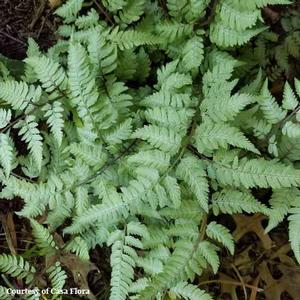 Athyrium niponicum pictum Pearly White