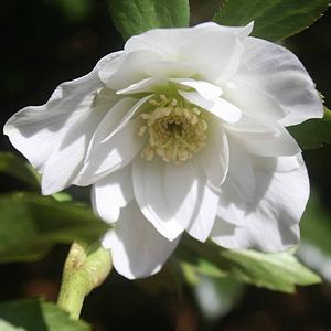 Helleborus orientalis Wedding Bells