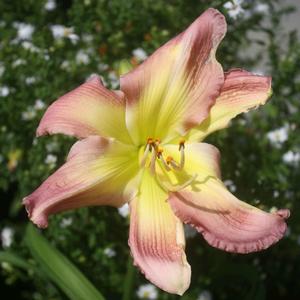 Hemerocallis Garden Show